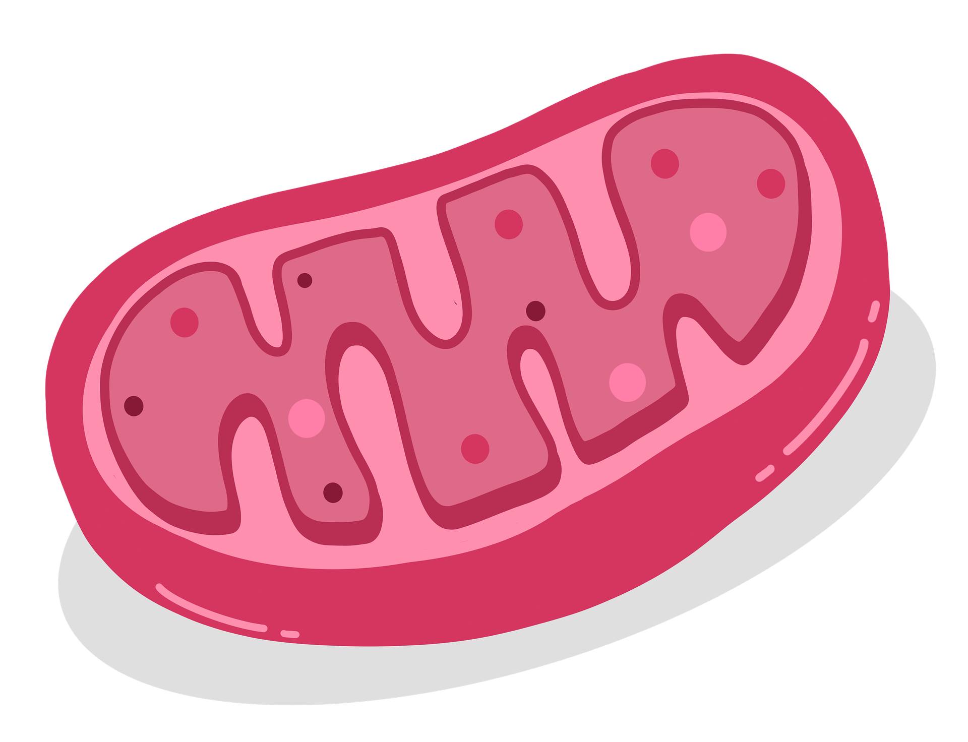 Mitochondrien – Medizin was ist das?