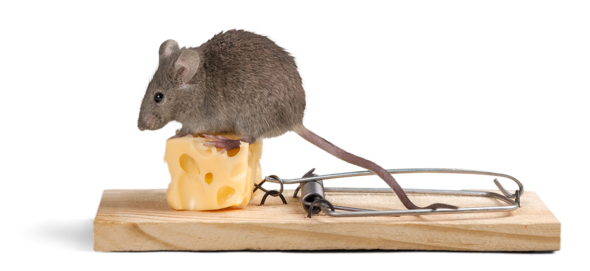 Studie: Mehr Hunger, mehr Risikobereitschaft - auch beim Menschen