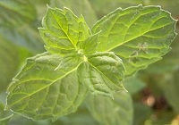 Heilpraktiker Thomas Spies über die Pfefferminze – Mentha piperita