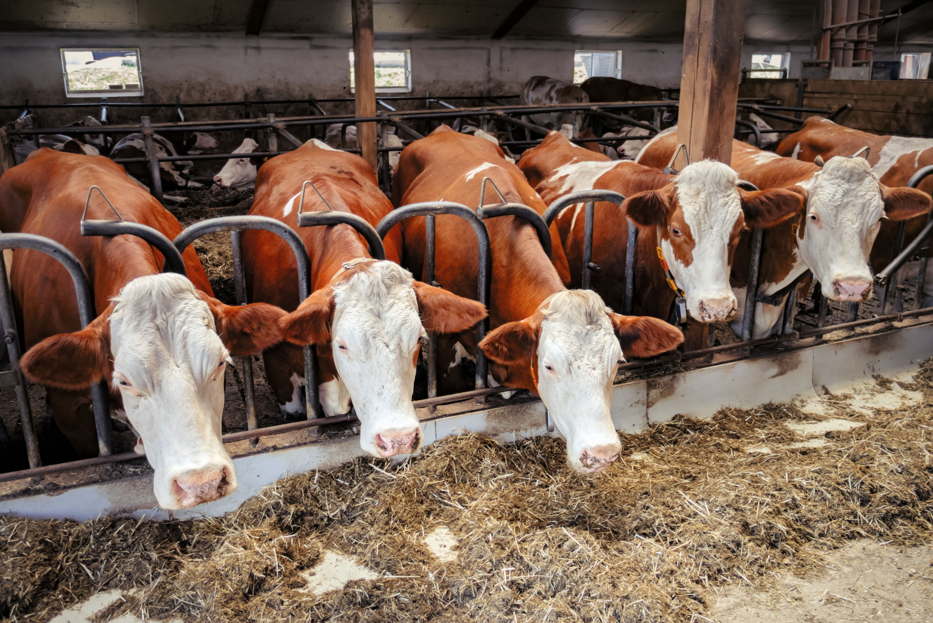 Darmkrebs: Milch und Rindfleisch als Ursache?
