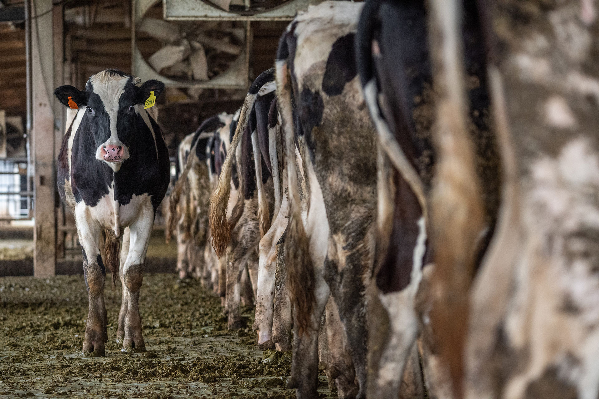 Studie: Bis zu 80 % höheres Risiko für Brustkrebs durch Milch Hormone und Viren als wahrscheinliche Auslöser, Prävention durch Soja möglich
