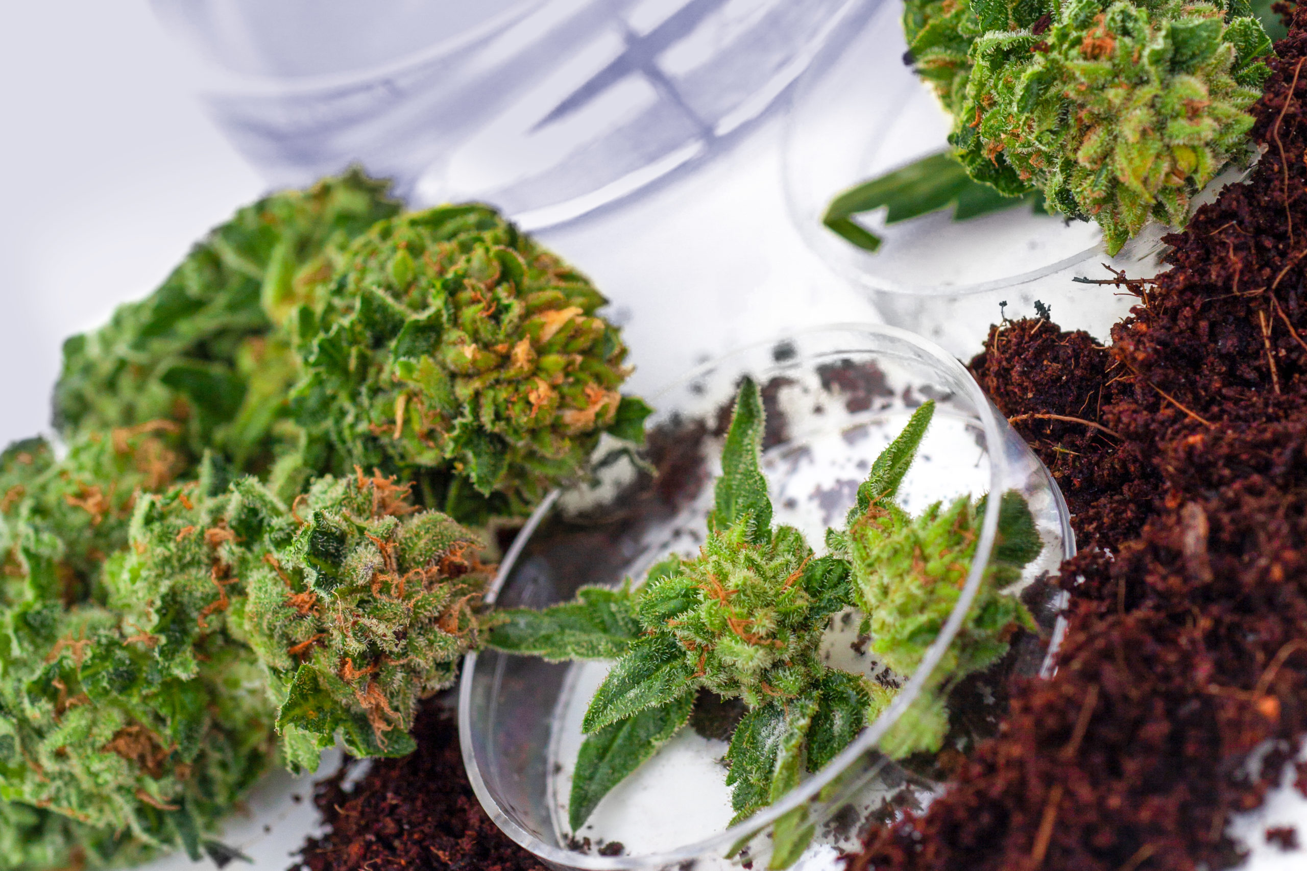 Medizinalcannabis ist Vertrauenssache