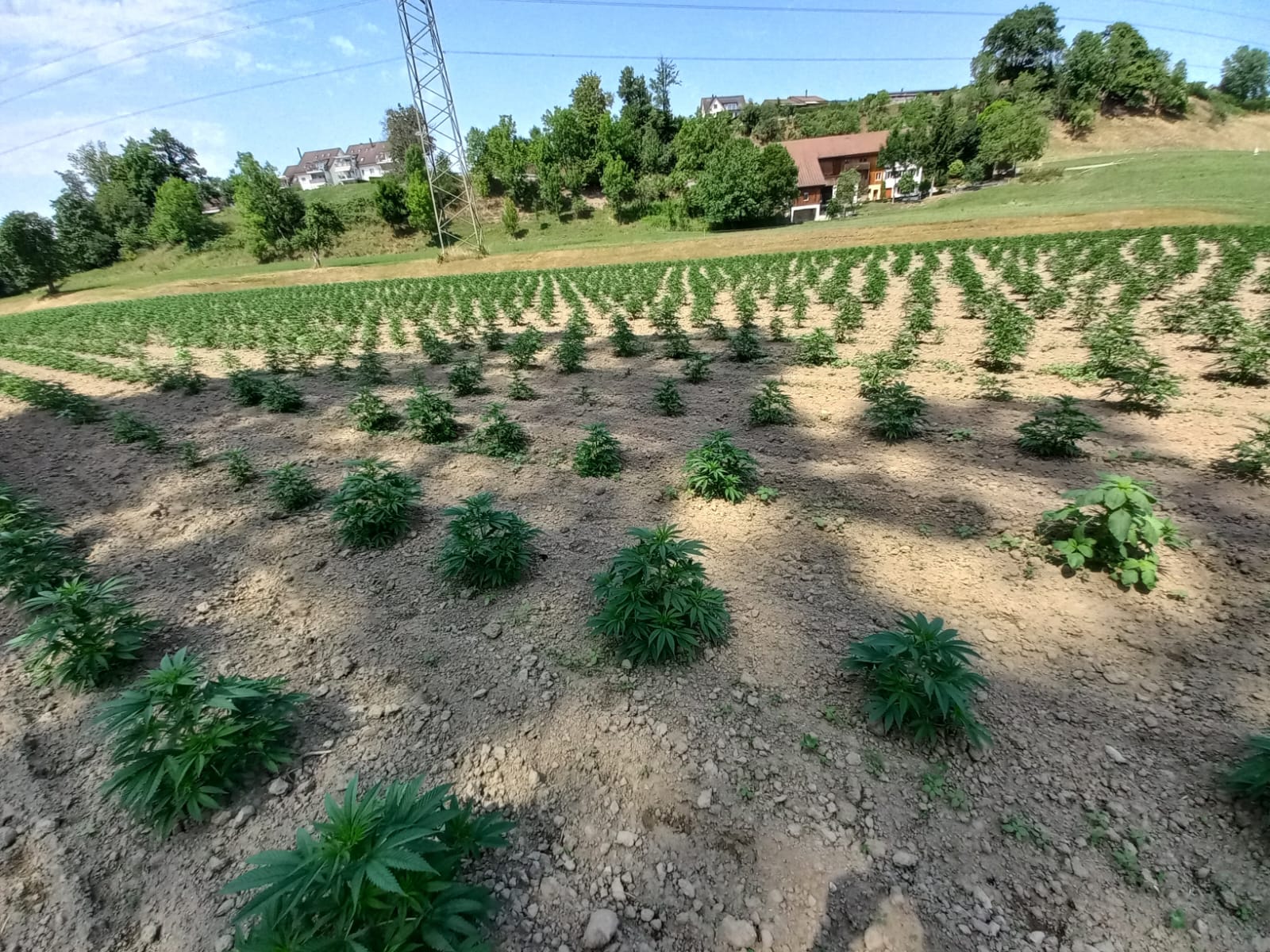 Warum medizinisches Cannabis die Zukunft der Medizin gestaltet